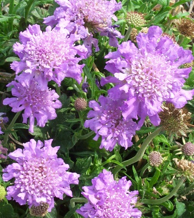 Pincushion Flower Butterfly Blue